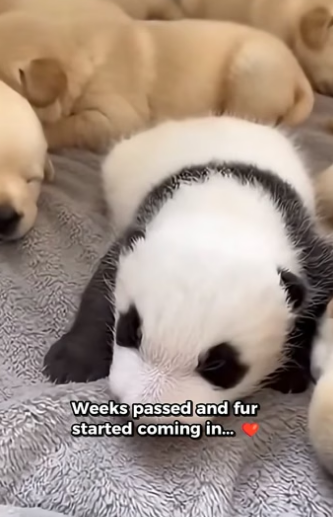 X2105004 My Dog Gave Me an Infant Baby. The baby turned Out to Be… (Part 2)
