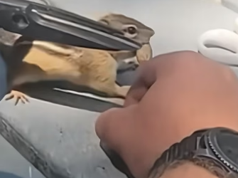 E2105005 Man love for orphaned tiger cub will warm your heart