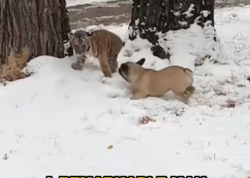 E2105005 Man love for orphaned tiger cub will warm your heart