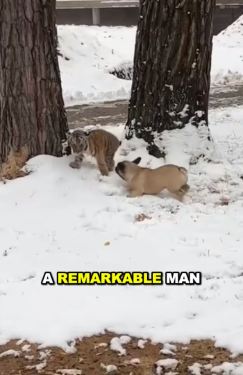 E2105005 Man love for orphaned tiger cub will warm your heart