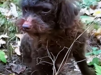 U2105001 The stray dog curled up in the wilderness, shivering with cold and unbearable hunger.