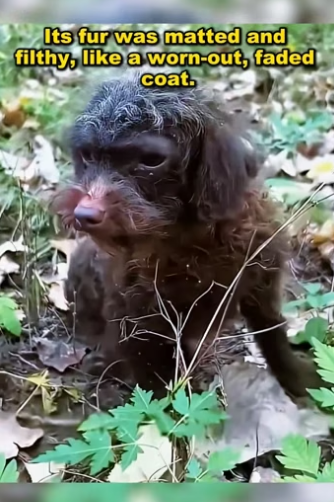 U2105001 The stray dog curled up in the wilderness, shivering with cold and unbearable hunger.
