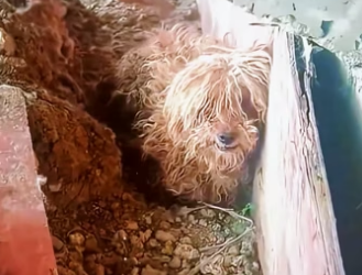 U2105012 The dog abandoned on the abandoned construction site smelled bad and trembled when it was found.