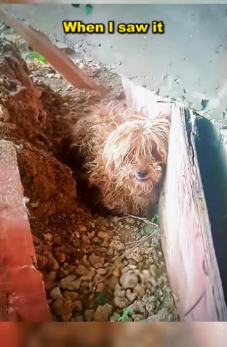 U2105012 The dog abandoned on the abandoned construction site smelled bad and trembled when it was found.