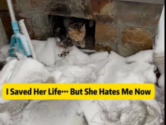 Z2105001 I Saved Her Life… But She Hates Me Now – Emotional Cat Rescue Story This is one of the hardest truth (Part 2)