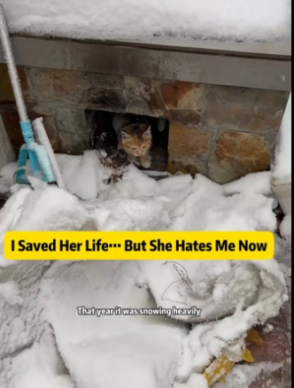 Z2105001 I Saved Her Life… But She Hates Me Now – Emotional Cat Rescue Story This is one of the hardest truth (Part 2)
