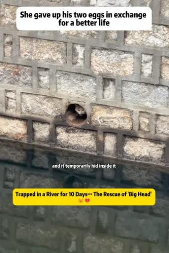 Z2105002 Trapped in a River for 10 Days… The Rescue of ‘Big Head’ This is one of the most intense stra (Part 2)