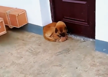 L2305002 A strong tumor dog mother takes her child to ask humans for help (Part 2)