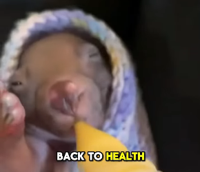 E2305001 A rescued wombat finds a loving home and a best friend  (Part 2)