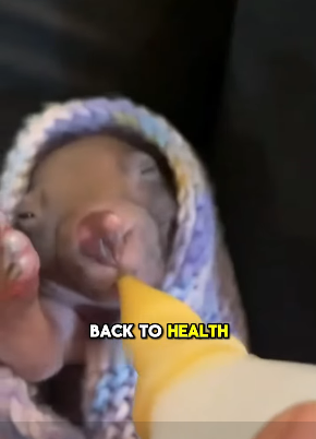 E2305001 A rescued wombat finds a loving home and a best friend (Part 2)