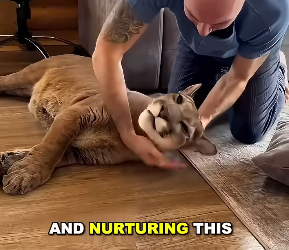 E2305002 A couple’s unwavering love rescues an injured mountain lion  (Part 2)
