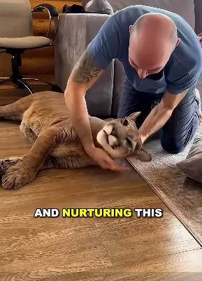 E2305002 A couple’s unwavering love rescues an injured mountain lion (Part 2)