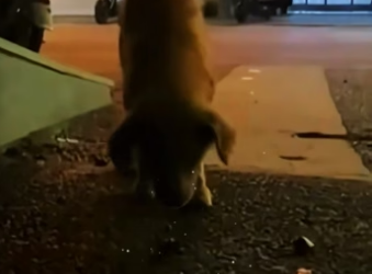U2105007 The dog with skin disease was abandoned and wandered abroad for more than a year.  (Part 2)