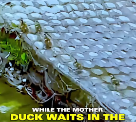 E2305007 The journey of a mother duck, teaching her ducklings to swim   (Part 2)
