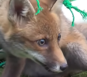E2305009 A fox, who was stuck in a football net, was rescued by the rescue team  (Part 2)