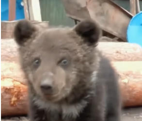 E2305010 A bear cub, lost and alone, finds a new friend in a dog  (Part 2)