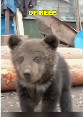 E2305010 A bear cub, lost and alone, finds a new friend in a dog  (Part 2)
