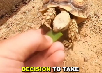 E2305004 The extraordinary friendship between a young man and his turtles (Part 2)