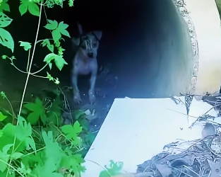 U2305002 Stray dogs who steal duck food and are repeatedly beaten. It’s not their fault. They just want to li (Part 2)