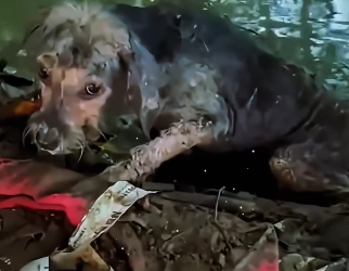 U2305003 The stray dog curled up on the edge of the flood, trembling all over and in danger. (Part 2)
