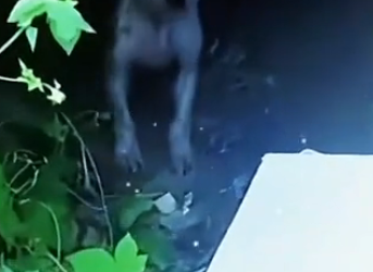U2305004 Stray dogs who steal duck food and are repeatedly beaten. It’s not their fault. They just want to li (Part 2)