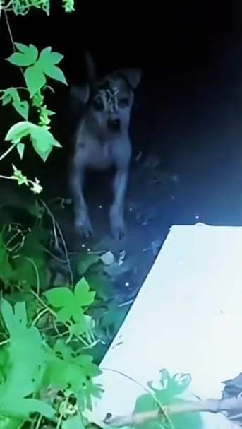 U2305004 Stray dogs who steal duck food and are repeatedly beaten. It’s not their fault. They just want to li (Part 2)