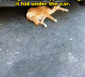 U2305009 The paralyzed dog pushed his legs on the street. (Part 2)