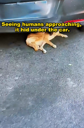 U2305009 The paralyzed dog pushed his legs on the street. (Part 2)