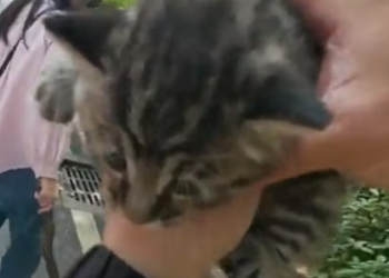 Q2705001 Rescuing a Stray Kitten & Finding It a Home   Emotional Street Adoption Story (Part 2)