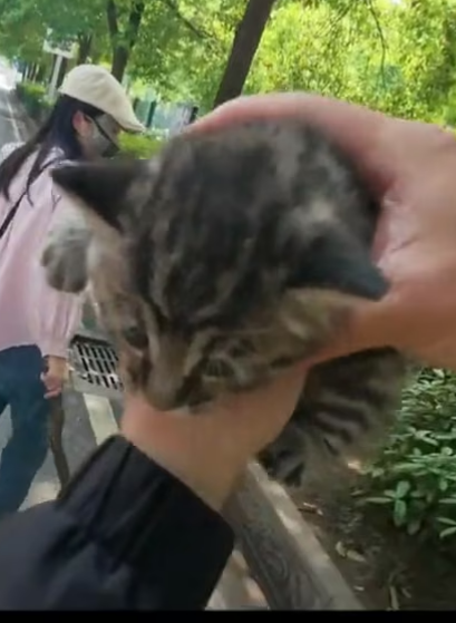 Q2705001 Rescuing a Stray Kitten & Finding It a Home Emotional Street Adoption Story (Part 2)