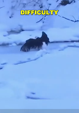 E2705005 Rescue proves kindness still exists. (Part 2)