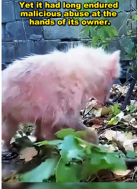 U2705011 Rescue turns suffering into hope. (Part 2)