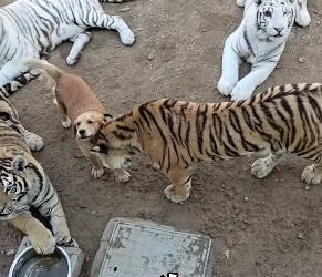 M2305006 The Tiger’s Dog Mother (Part 2)