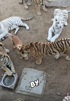 M2305006 The Tiger’s Dog Mother (Part 2)