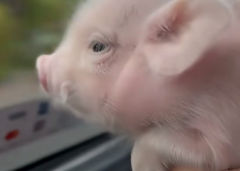 M2705001 Rescue a piglet (Part 2)