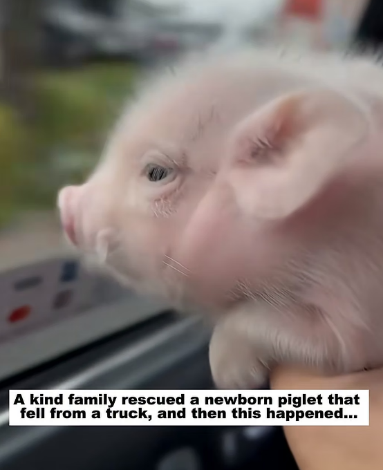 M2705001 Rescue a piglet (Part 2)