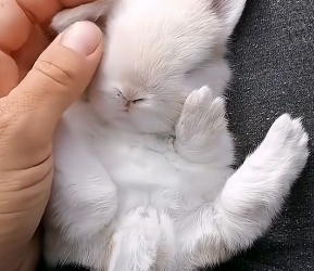 M2705002 Rescue a bunny (Part 2)