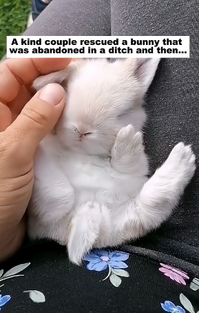 M2705002 Rescue a bunny (Part 2)