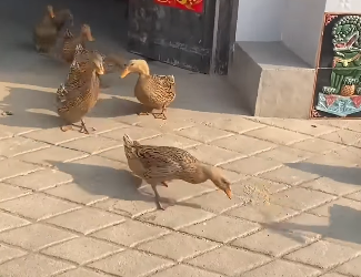 M2705003 the friendly duck (Part 2)