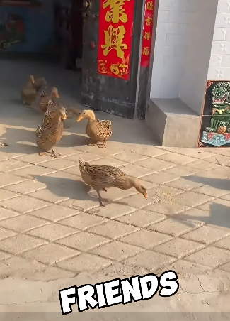 M2705003 the friendly duck (Part 2)
