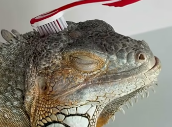 M2705005 Rescue a lizard (Part 2)