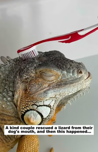 M2705005 Rescue a lizard (Part 2)