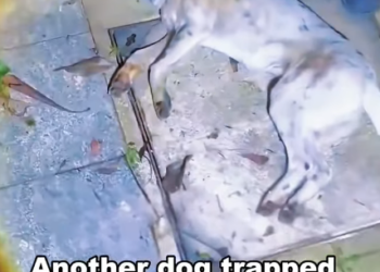 L2305003 The stray dog’s mouth was covered with a barrel and almost dehydrated to death. (Part 2)