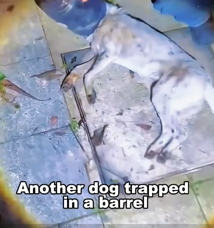 L2305003 The stray dog’s mouth was covered with a barrel and almost dehydrated to death. (Part 2)