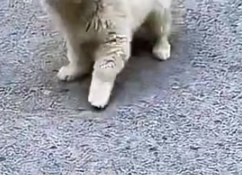 L2305004 At first, I just thought it was cute, but I didn’t expect to be hurt so badly. (Part 2)
