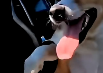 X2705005 I Found a Pregnant Dog Crying on the Road…. (Part 2)
