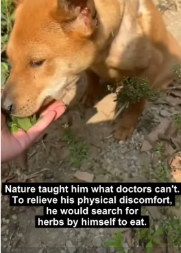 D2705014 Rescue gives abandoned souls hope. (Part 2)