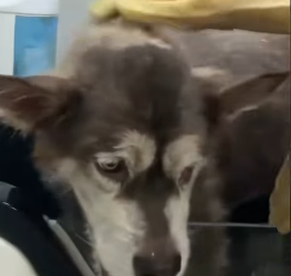D2705022 Rescue proves kindness still exists. (Part 2)