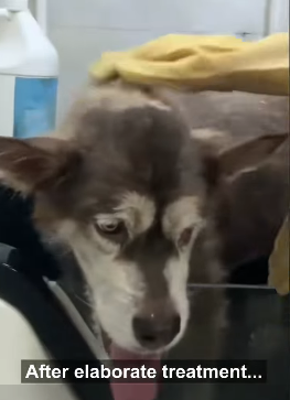 D2705022 Rescue proves kindness still exists. (Part 2)