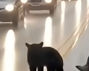 S2705014 Bear Cub Begged for Help… Then Led Me to Its Trapped Sibling (Part 2)
